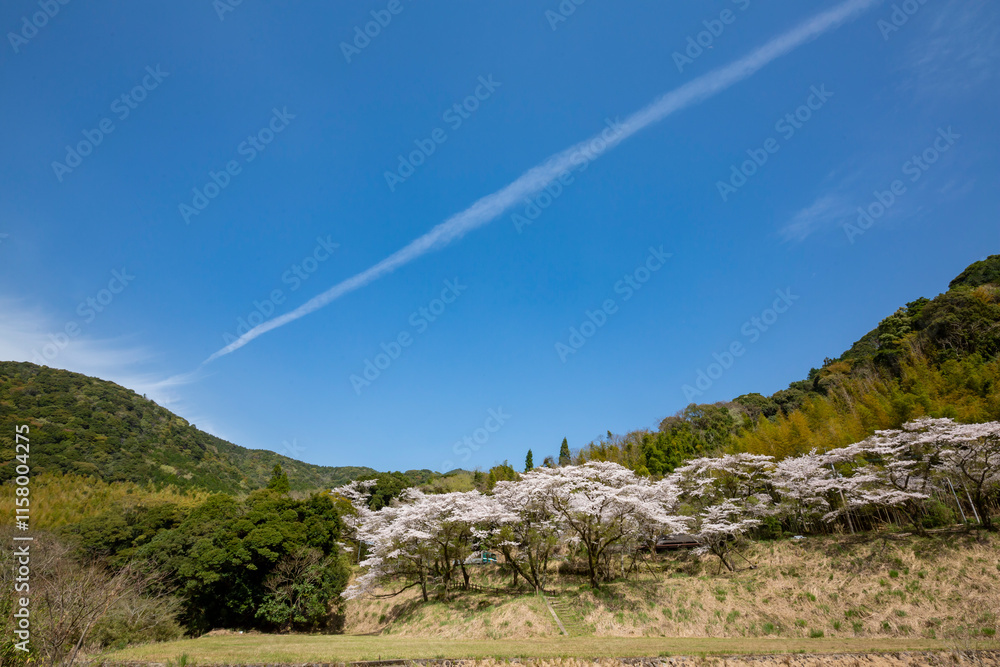 入来清浦ダム周辺に咲く桜