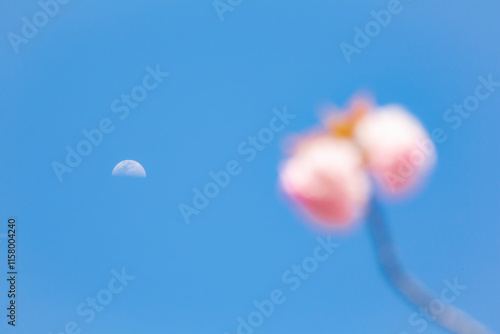 Obraz na płótnie 青空に八重桜
w salonie