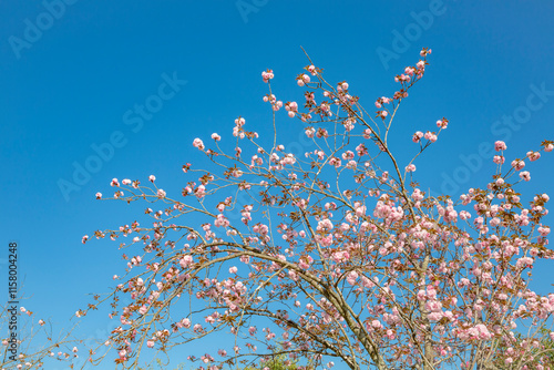 Obraz na płótnie 青空に八重桜
w salonie