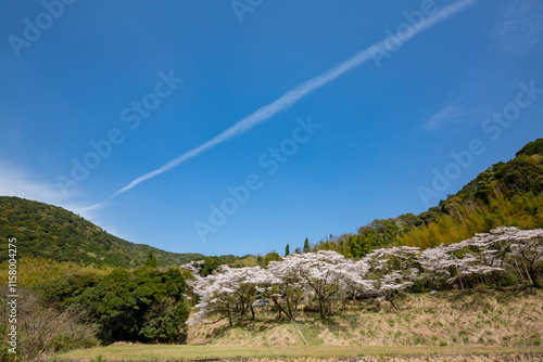 Obraz na płótnie 入来清浦ダム周辺に咲く桜
w salonie