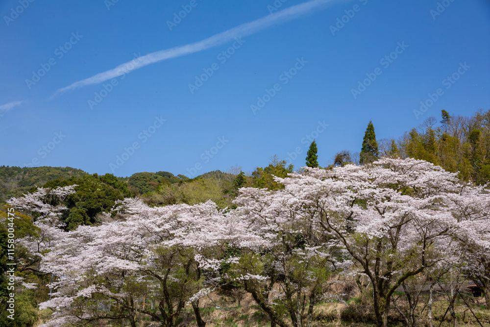 入来清浦ダム周辺に咲く桜