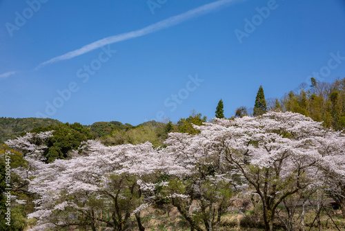Obraz na płótnie 入来清浦ダム周辺に咲く桜
w salonie