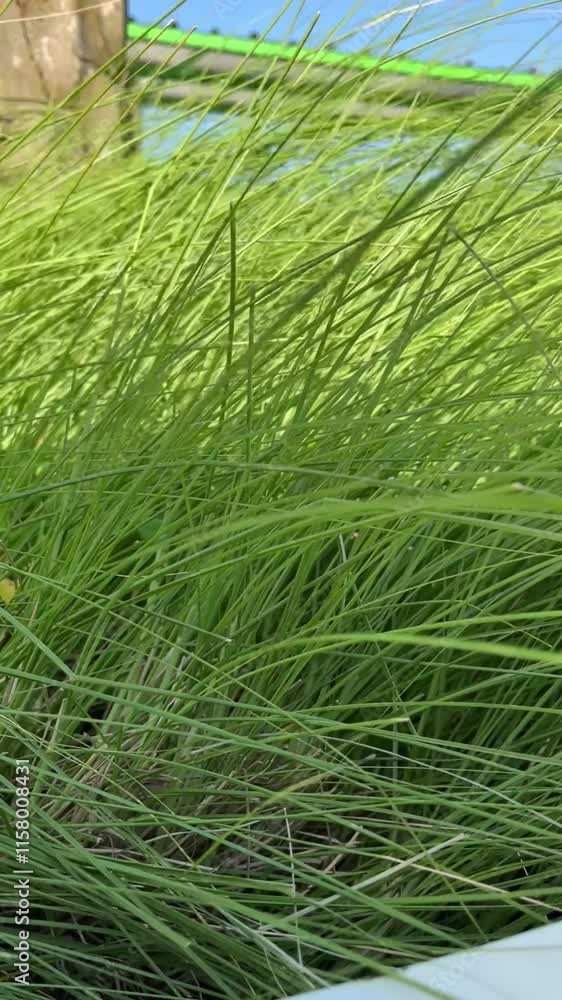 Clumps of wild grass blown by the wind Clumps of wild grass blown by the wind