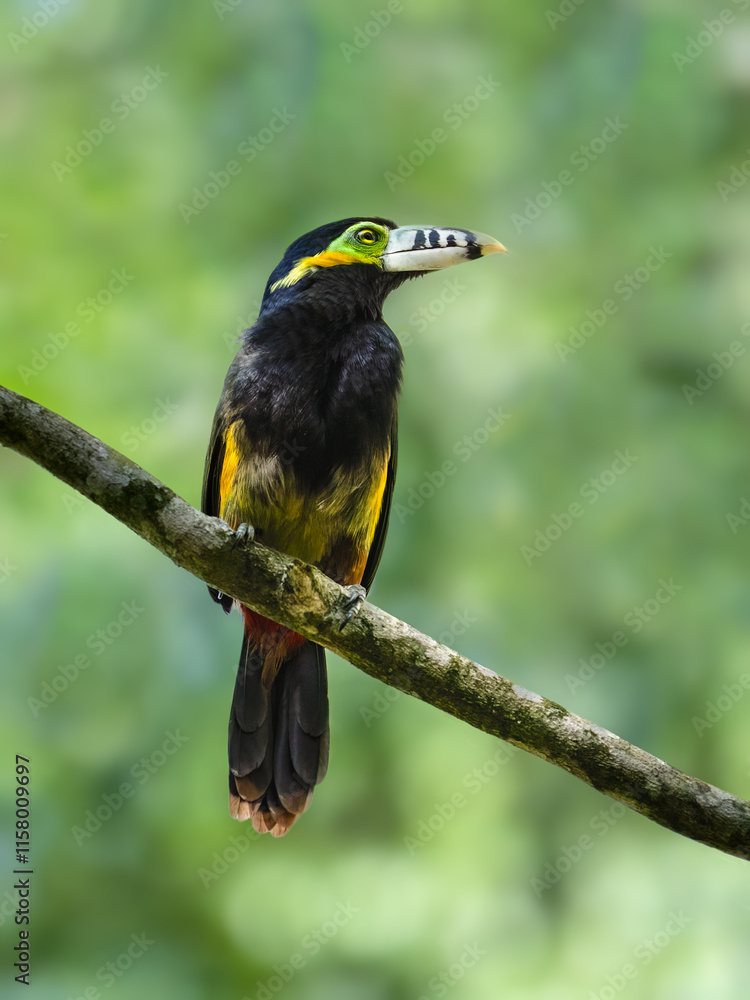 Spot-billed Toucanet on tree branch, portrait Spot-billed Toucanet on tree branch, portrait