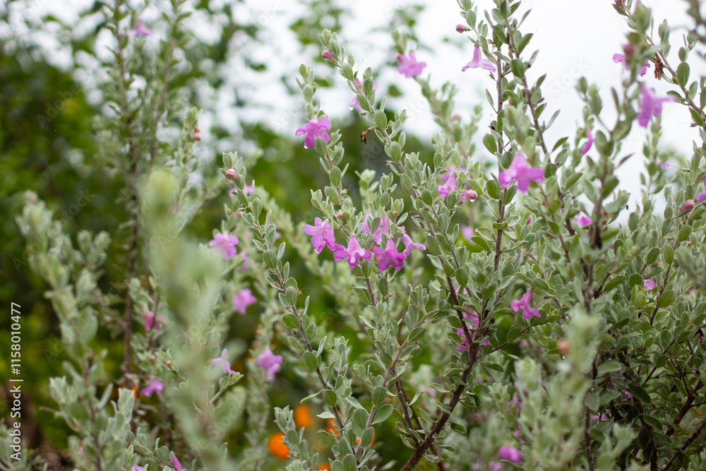 blooming Leucophyllum frutescens lilac flowers blooming Leucophyllum frutescens lilac flowers