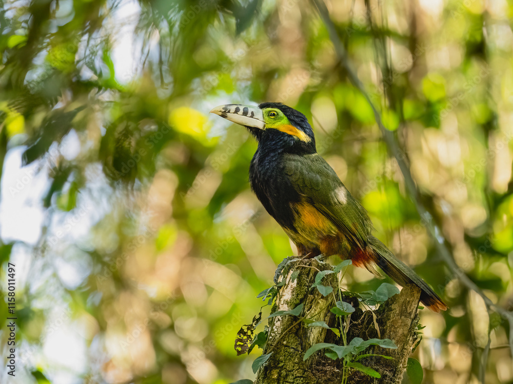 Obraz premium Spot-billed Toucanet on tree branch, portrait