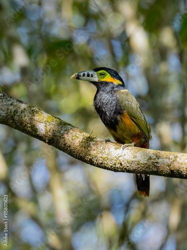 Spot-billed Toucanet on tree branch, portrait photo