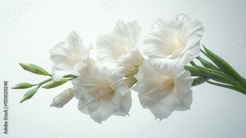 illustration of a white gladioli flower isolated on a white background white gladioli flower
