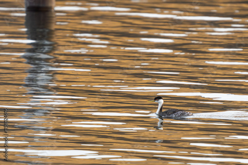 Western Grebe Swims in the Snake River in Eastern Washington photo