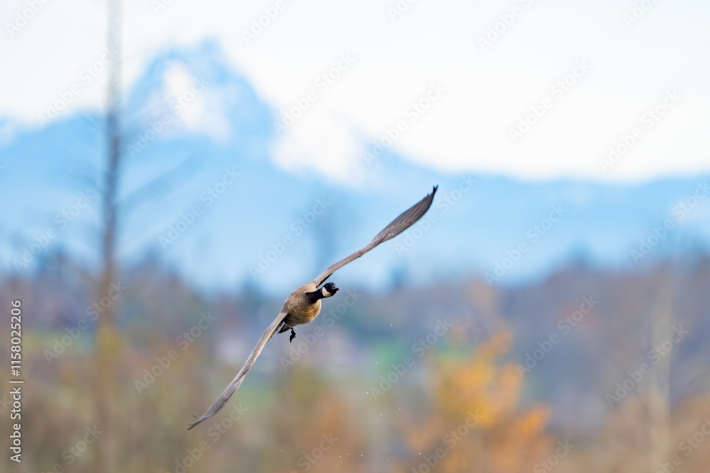 Cackling Goose in Flight Over Wetland Pond Cackling Goose in Flight Over Wetland Pond