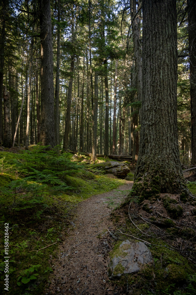Trail Climbs Small Hill Through Mossy Forest In Glacier Trail Climbs Small Hill Through Mossy Forest In Glacier