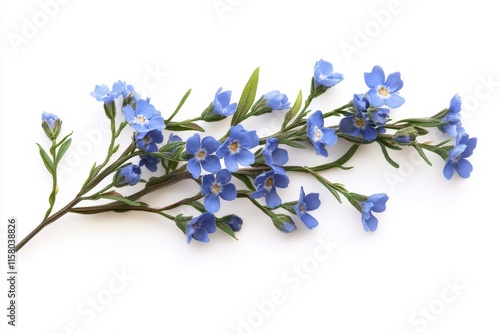 blue waxflower photo