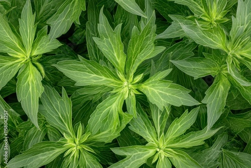 Close up of green giant sea holly Eryngium bourgatii photo