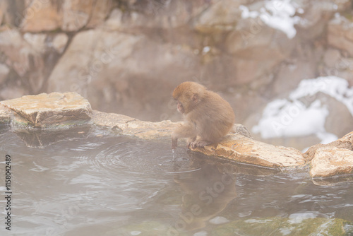 温泉の湯加減を確かめる小猿【長野県・地獄谷野猿公苑】 photo