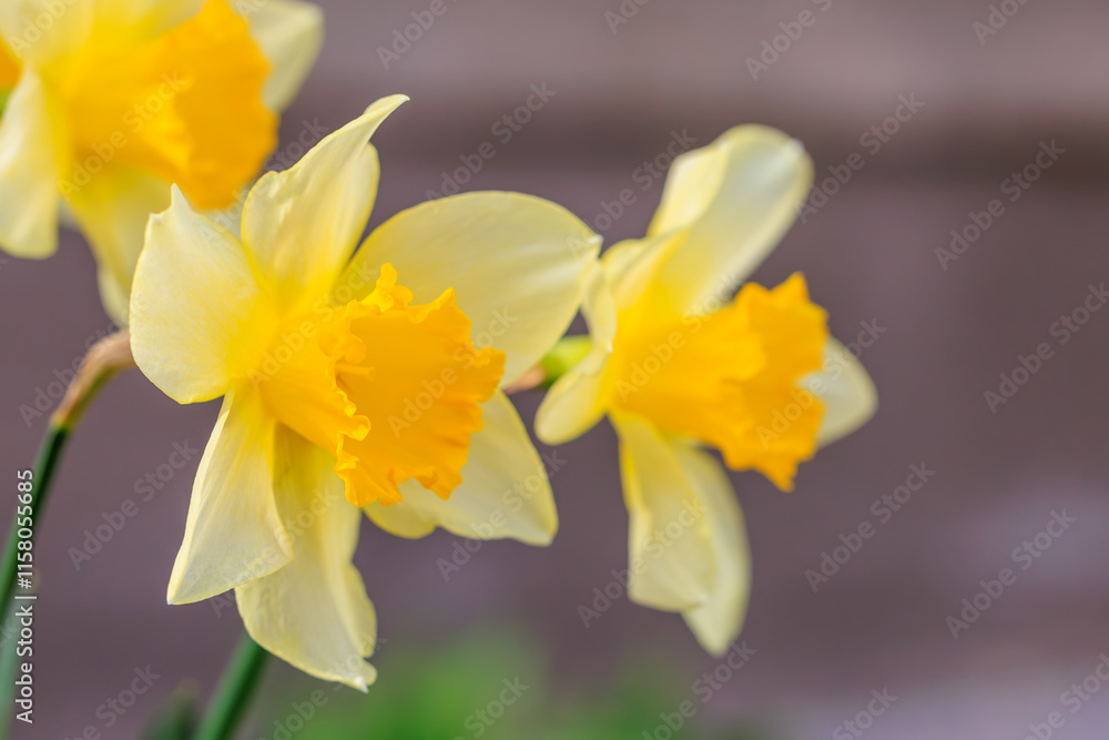Three yellow flowers with orange centers Three yellow flowers with orange centers