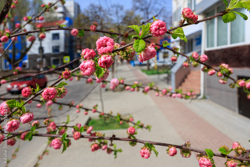 Fototapeta premium Pink flowers on a tree branch in front of a building
