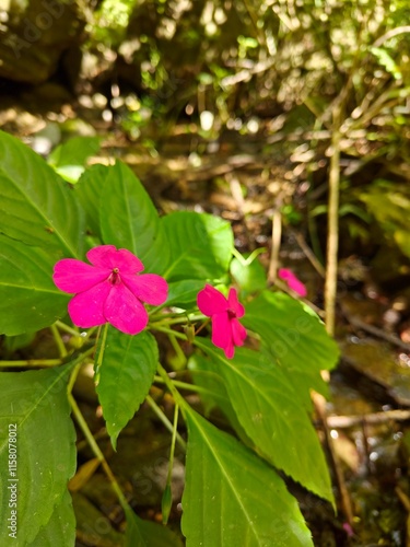 Flor color fucsia de tallo y hojas verdes. Conocida como alegría del hogar, alegría de la casa, balsamina, mirelindo, coqueta o impatiens walleriana.