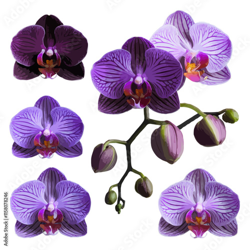 Mauve Purple Orchid Flower stem element vector elegant romantic illustration isolated on transparent background