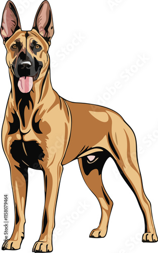 Belgian Malinois dog line vector illustration  white background