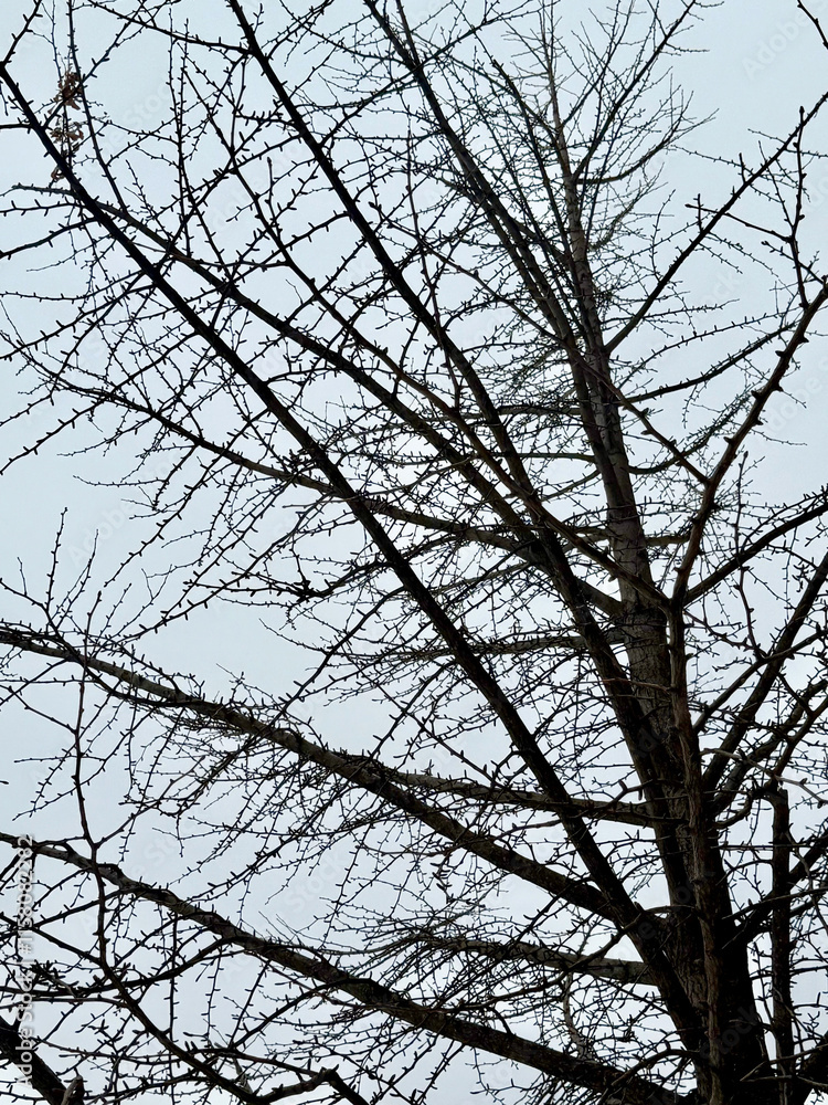 branches of a tree against the sky branches of a tree against the sky