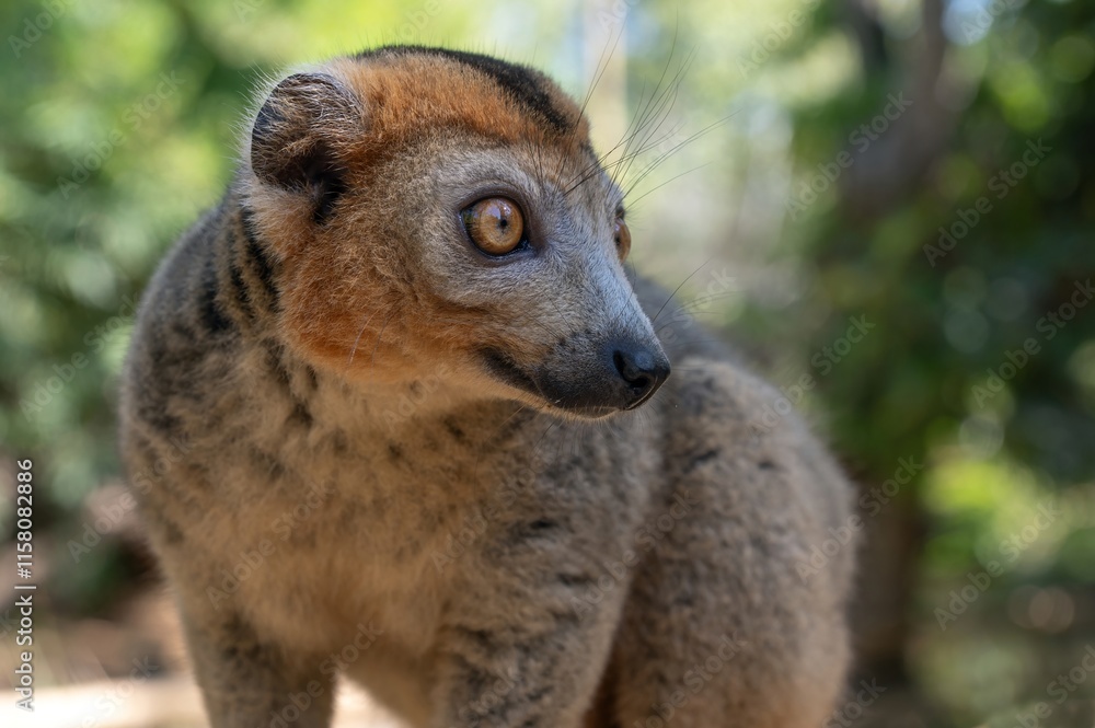 Obraz premium Crowned lemur (Eulemur Coronatus), endemic lemur from northern Madagascar 
