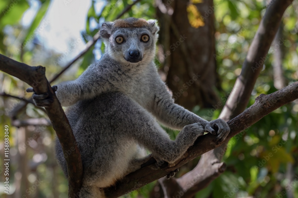 Obraz premium Crowned lemur (Eulemur Coronatus), endemic lemur from northern Madagascar 