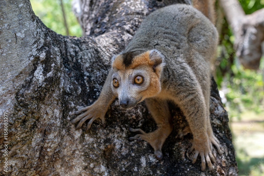 Obraz premium Crowned lemur (Eulemur Coronatus), endemic lemur from northern Madagascar 