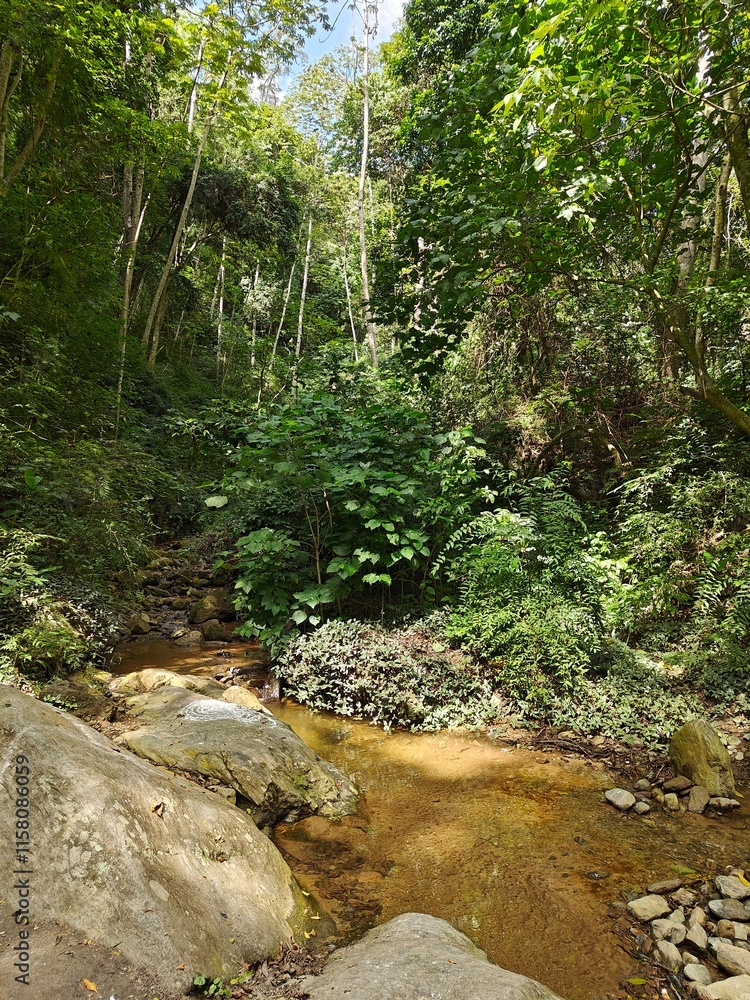 Obraz premium Bosque con árboles altos y vegetación de la flora tropical de Venezuela