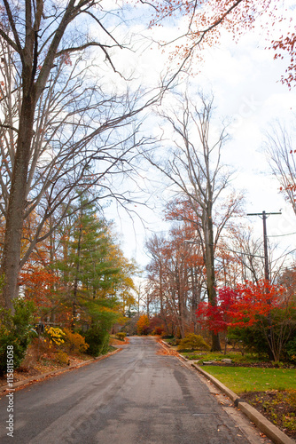 Fotografie Autumn tree lined street with colorful leaves  in Bethesda, Maryland in November