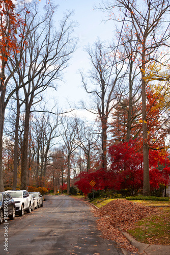 Autumn tree lined street with colorful leaves  in Bethesda, Maryland in November, vertical photo