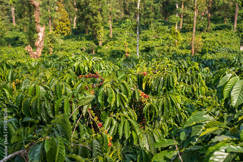 Coffee Plant With Ripe Beans On the Branch, Plantation in Chikmagalur karnataka india. Growing Cluster of Raw Coffee Berries on Tree Branch - Close-up photo