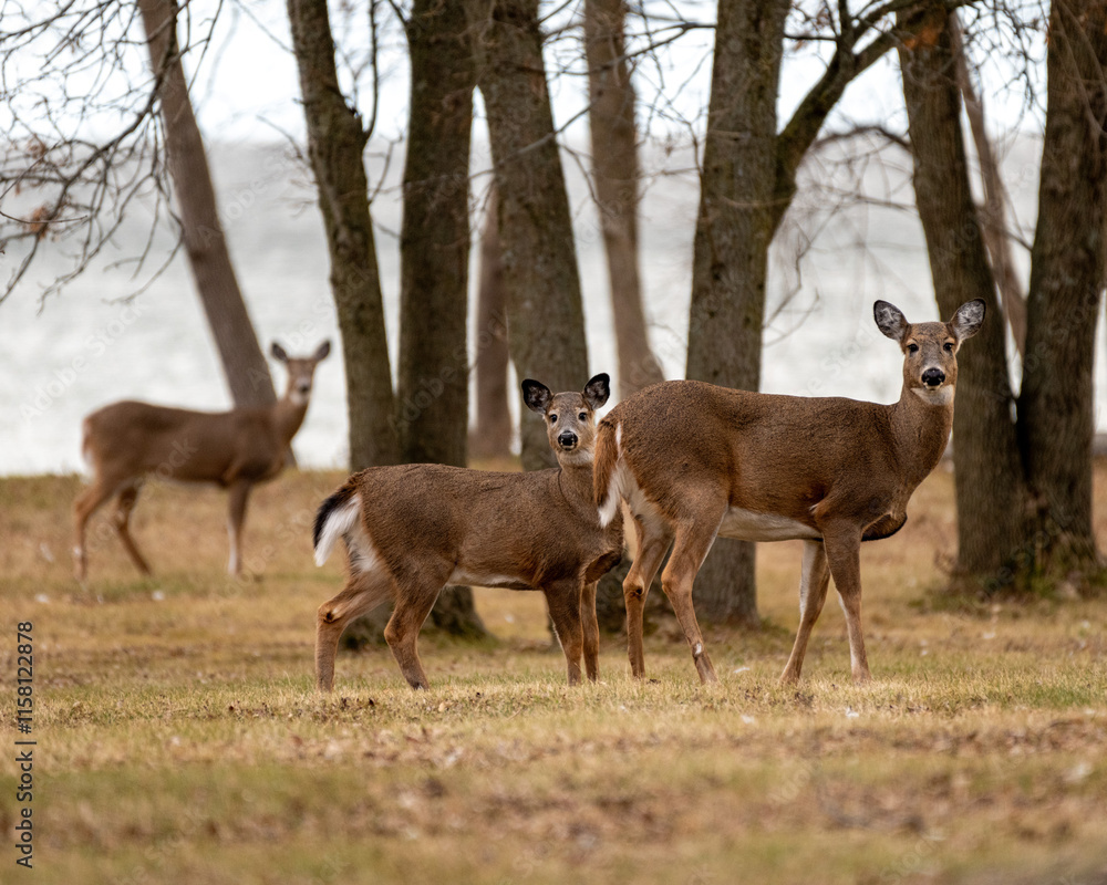 white tailed deer white tailed deer