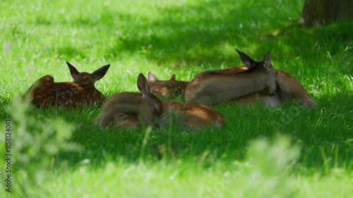 A group of four deer are resting in a lush green field, basking in the warm sunlight. The scene is calm and tranquil, with the deer appearing to be content and relaxed. The grass is soft and inviting