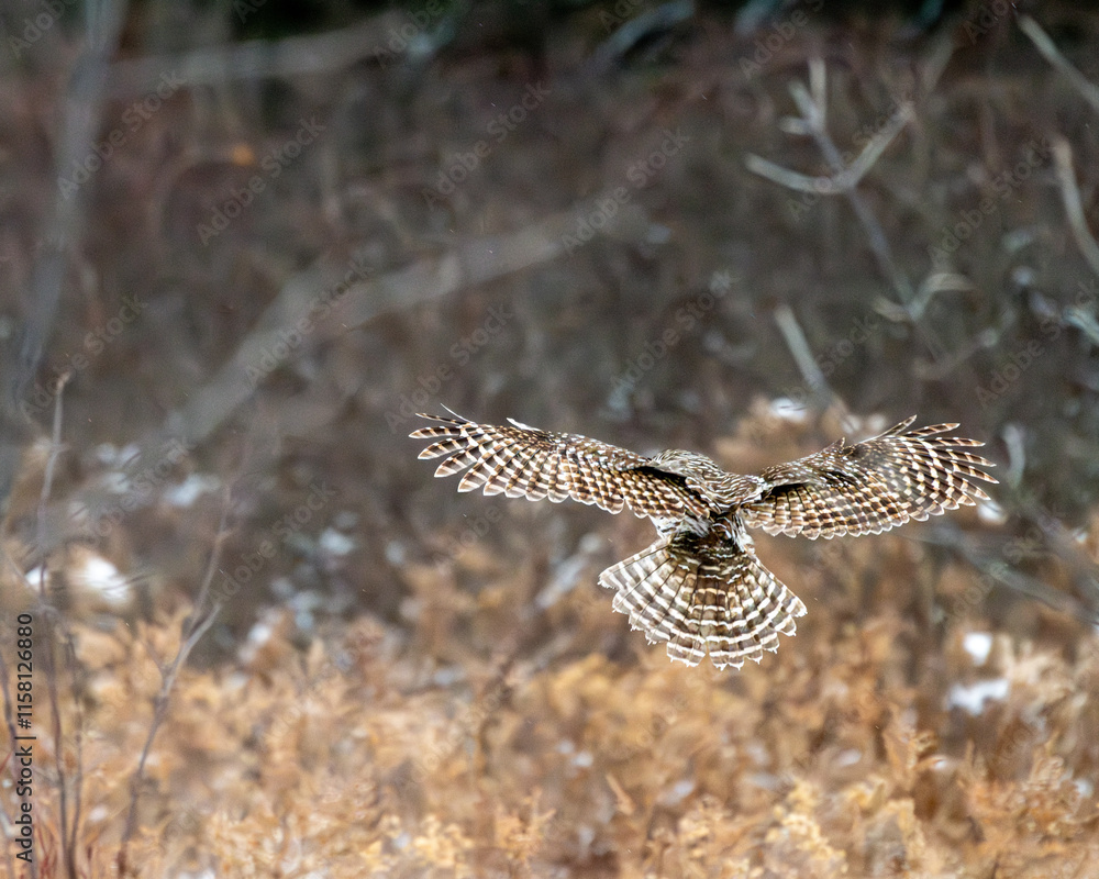 Obraz premium Barred owl in flight