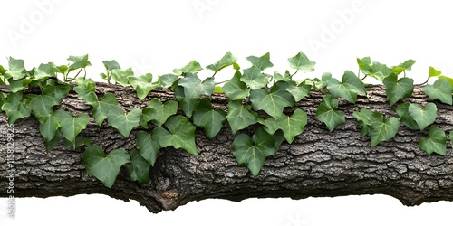 a tree trunk with green leaves growing on it