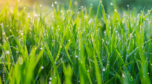 green grass background