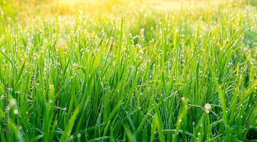 green grass background