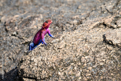 Obraz na plátně Very colorful male agama lizard, in pink and blue, posing on a rock, African wil