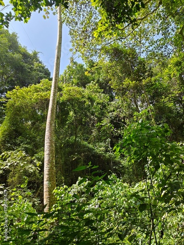 Bosque con árboles altos y vegetación de la flora tropical de Venezuela