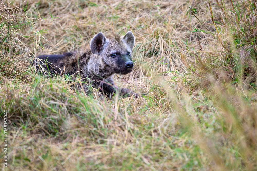 Cute little furry Hyena baby pup outside the den in the Maasai Mara National Reserve, African wildlife on adventure safari game drive in Kenya
Cute little furry Hyena baby pup outside the den in the Maasai Mara National Reserve, African wildlife on adventure safari game drive in Kenya