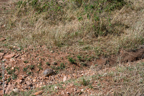 Wallpaper Mural Leopard Tortoise walking in the Maasai Mara National Reserve, African wildlife on adventure safari game drive in Kenya
 Torontodigital.ca