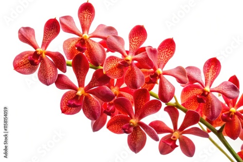 Red Mokara Orchid Stems, Isolated Cutout Flowers, Floral Background, Botanical Illustration, High-Resolution Image, White Background, Red Orchid, Mokara Orchid,  Cut Flowers, Floral Design Elements photo