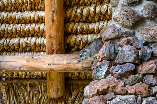 Closeup of cute little Hyrax perched on a wood beam in a safari camp building, in the Lewa Conservancy, African wildlife on adventure safari game drive in Kenya

