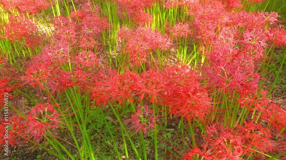 Walking around a field covered in blooming red spider lilies, autumn scenery, vibrant oriental flowers. Walking around a field covered in blooming red spider lilies, autumn scenery, vibrant oriental flowers.