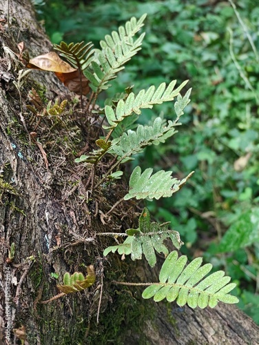 Helecho Resurrección en tronco de árbol seco y musgos verdes
