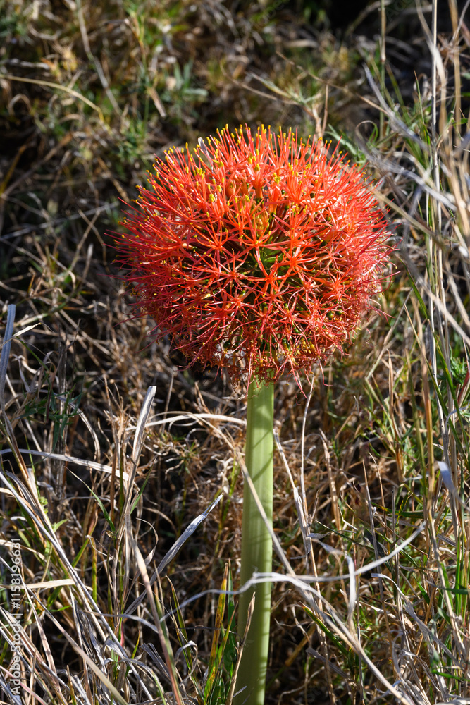 Fireball Lily, large wildflower, blooming in tall savanna grass in the Lewa Conservancy, African wildlife on adventure safari game drive in Kenya
Fireball Lily, large wildflower, blooming in tall savanna grass in the Lewa Conservancy, African wildlife on adventure safari game drive in Kenya