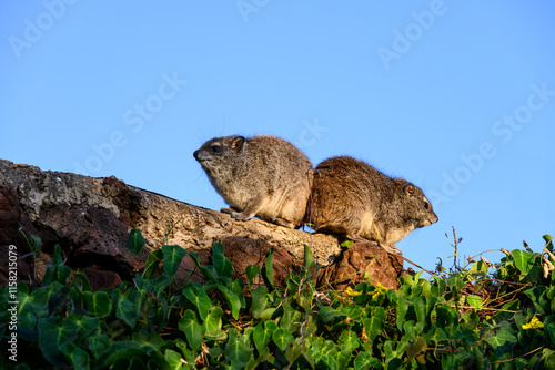 Closeup of two cute little Hyrax perched on a rock wall in a safari camp in the Lewa Conservancy, African wildlife on adventure safari game drive in Kenya
