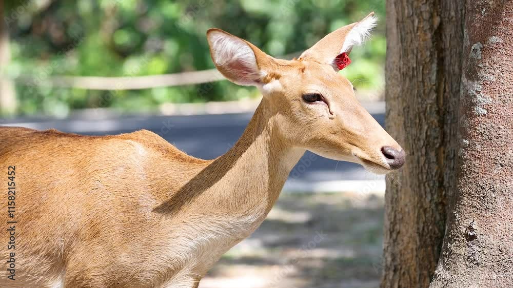 Antelope Observing at Khao Kheow Zoo Antelope Observing at Khao Kheow Zoo