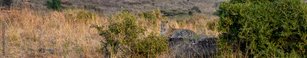 Leopard laying on a rock in warm evening light in the Lewa Conservancy, African wildlife on adventure safari game drive in Kenya
Leopard laying on a rock in warm evening light in the Lewa Conservancy, African wildlife on adventure safari game drive in Kenya