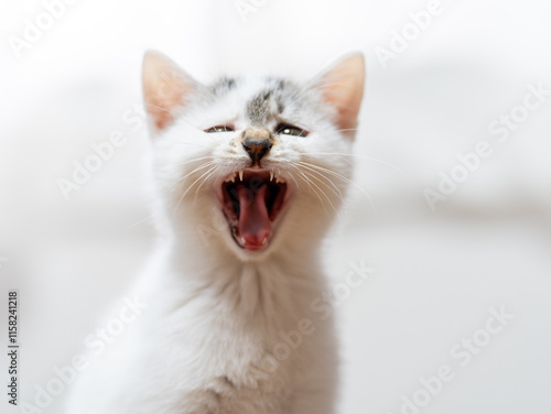 あくびをする子猫